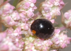 Parexochomus nigromaculatus