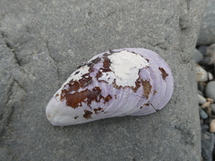 Modiolus modiolus