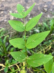 Galega orientalis