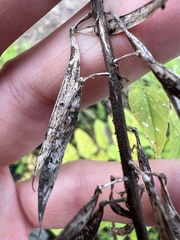 Galega orientalis