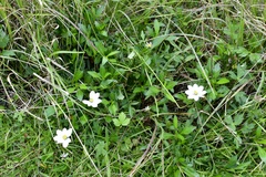 Cosmos diversifolius