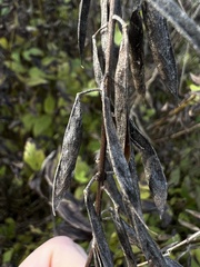 Galega orientalis