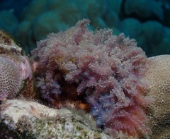 Dasya iridescens