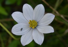 Cosmos diversifolius