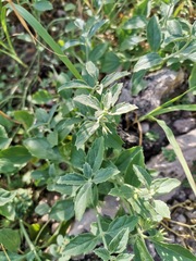 Tetraclea coulteri