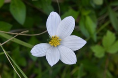 Cosmos diversifolius