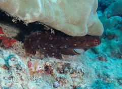 Octopus cyanea