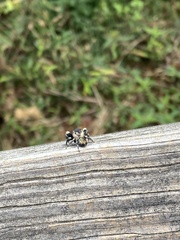Phidippus otiosus