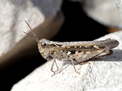 Omocestus raymondi