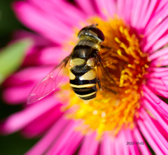 Eristalis transversa