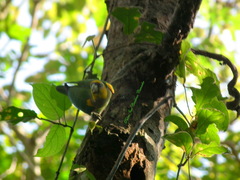 Pyrilia pyrilia