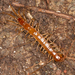 石蜈蚣目 - Photo 由 Jon J. Laysell 所上傳的 (c) Jon J. Laysell，保留部份權利CC BY-NC