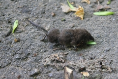 Sorex minutus