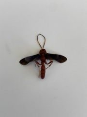 Trogomorpha trogiformis