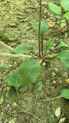 Packera obovata