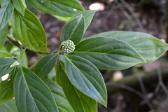 Cornus disciflora