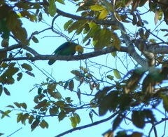 Pyrilia pyrilia