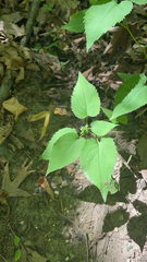 Symphyotrichum cordifolium