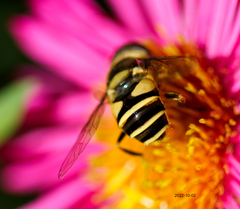 Eristalis transversa
