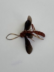 Trogomorpha trogiformis