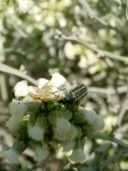 Astylus quadrilineatus
