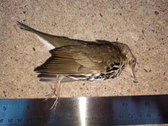 Seiurus aurocapilla