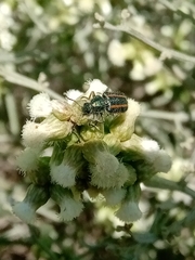 Astylus quadrilineatus