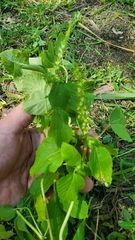 Acalypha ostryifolia