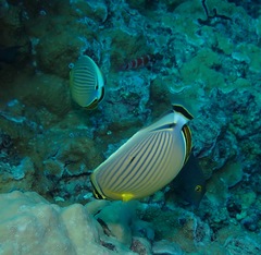 Chaetodon lunulatus