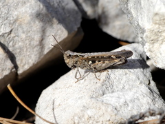 Omocestus raymondi