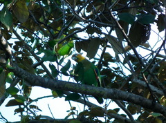 Pyrilia pyrilia