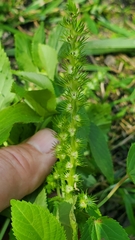 Acalypha ostryifolia