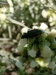 Astylus quadrilineatus