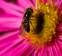 Platycheirus trichopus