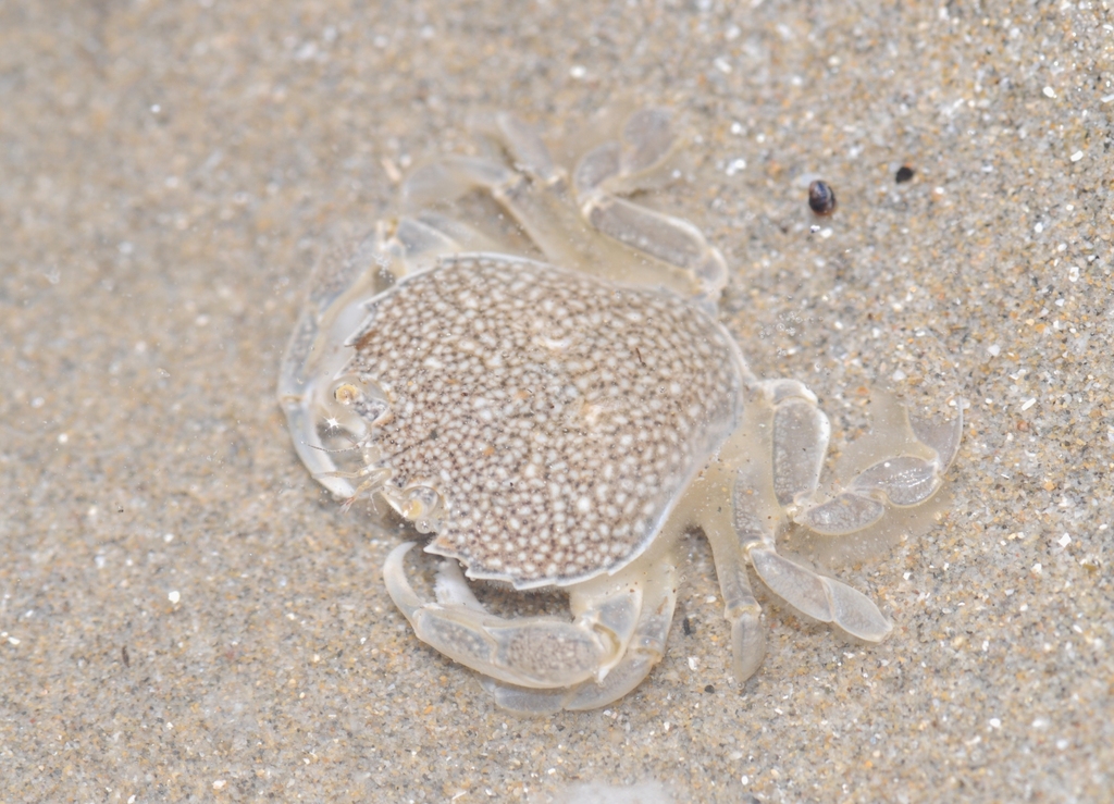Pennant's Swimming Crab, photo 1 of 10