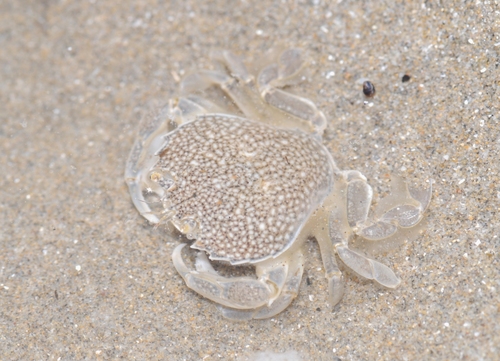 Pennant's Swimming Crab