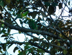 Pyrilia pyrilia
