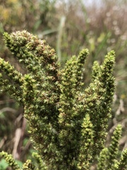 Amaranthus spinosus