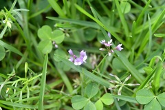 Trifolium amabile