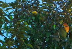 Pyrilia pyrilia