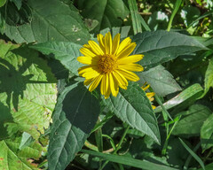 Heliopsis helianthoides
