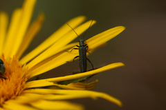 Oedemeridae