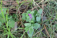 Scutellaria guatemalensis