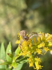 Xysticus
