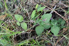 Scutellaria guatemalensis