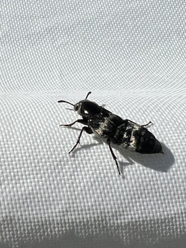 Hairy rove beetle photo 6