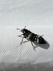 Creophilus maxillosus