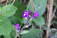 Scutellaria guatemalensis