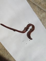 Lumbricus terrestris