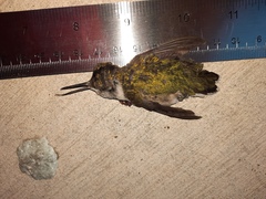 Archilochus colubris
